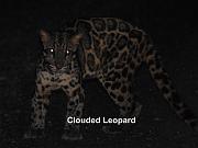 clouded leopard 1